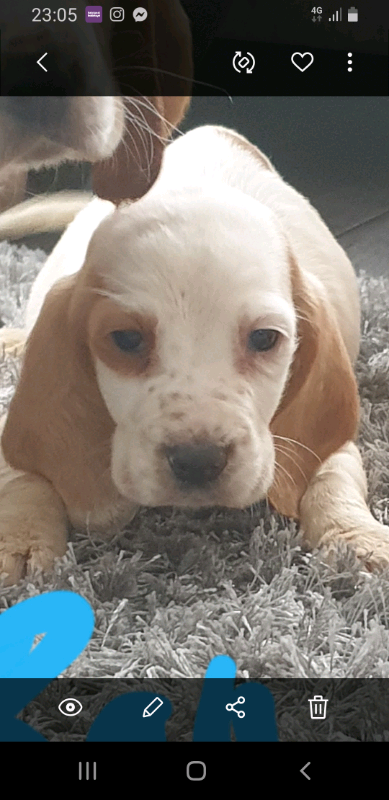 cocker spaniel basset hound